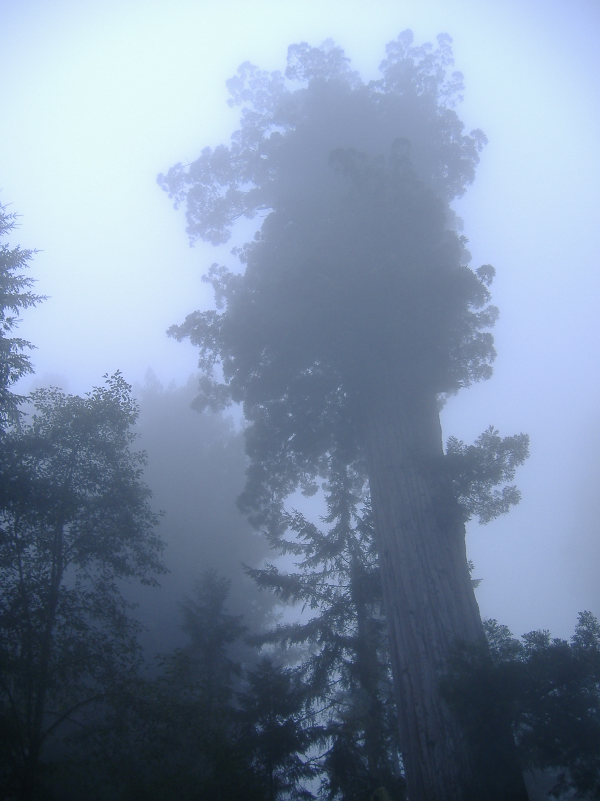 redwood in fog